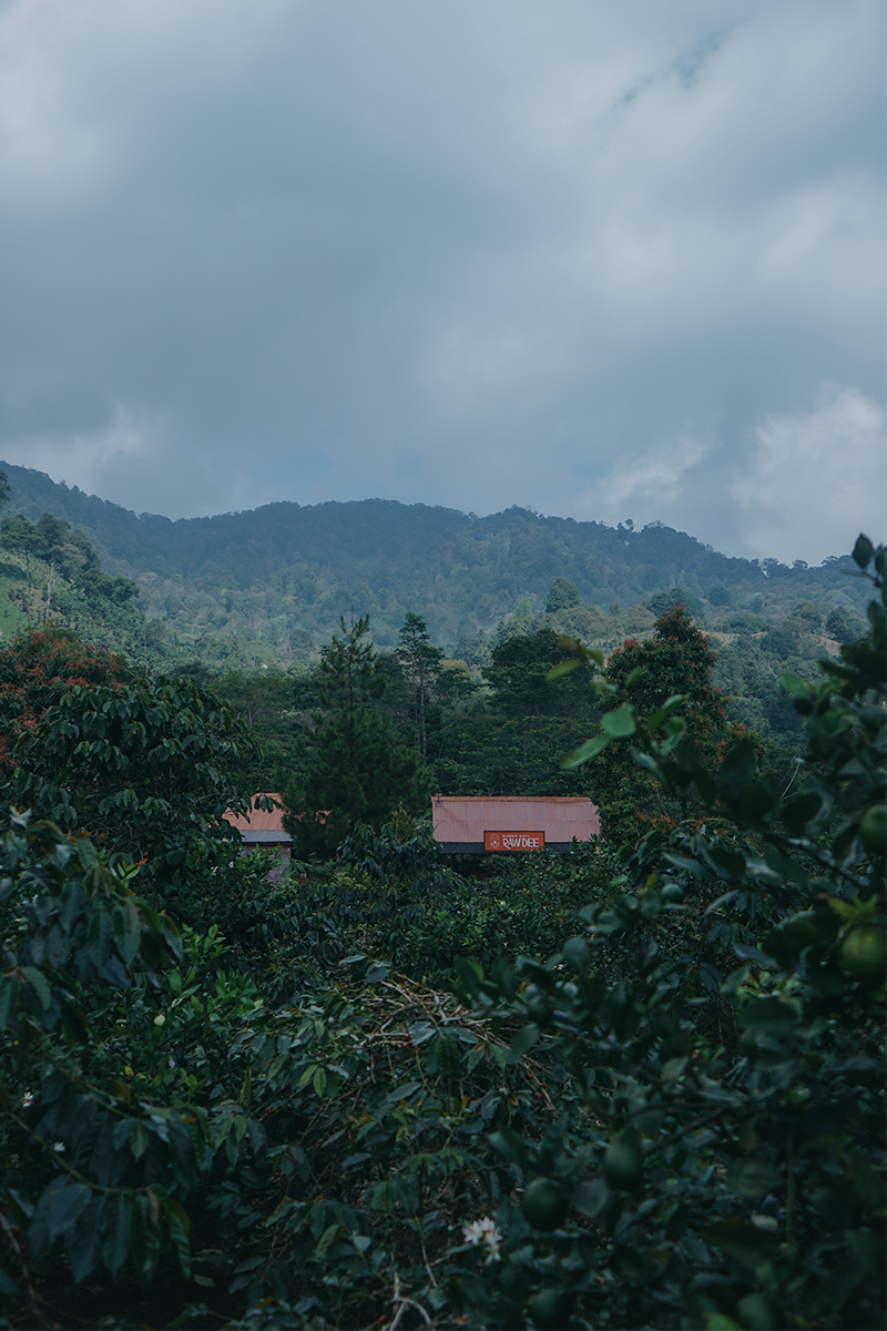 Kebun di Sekitar Tenda