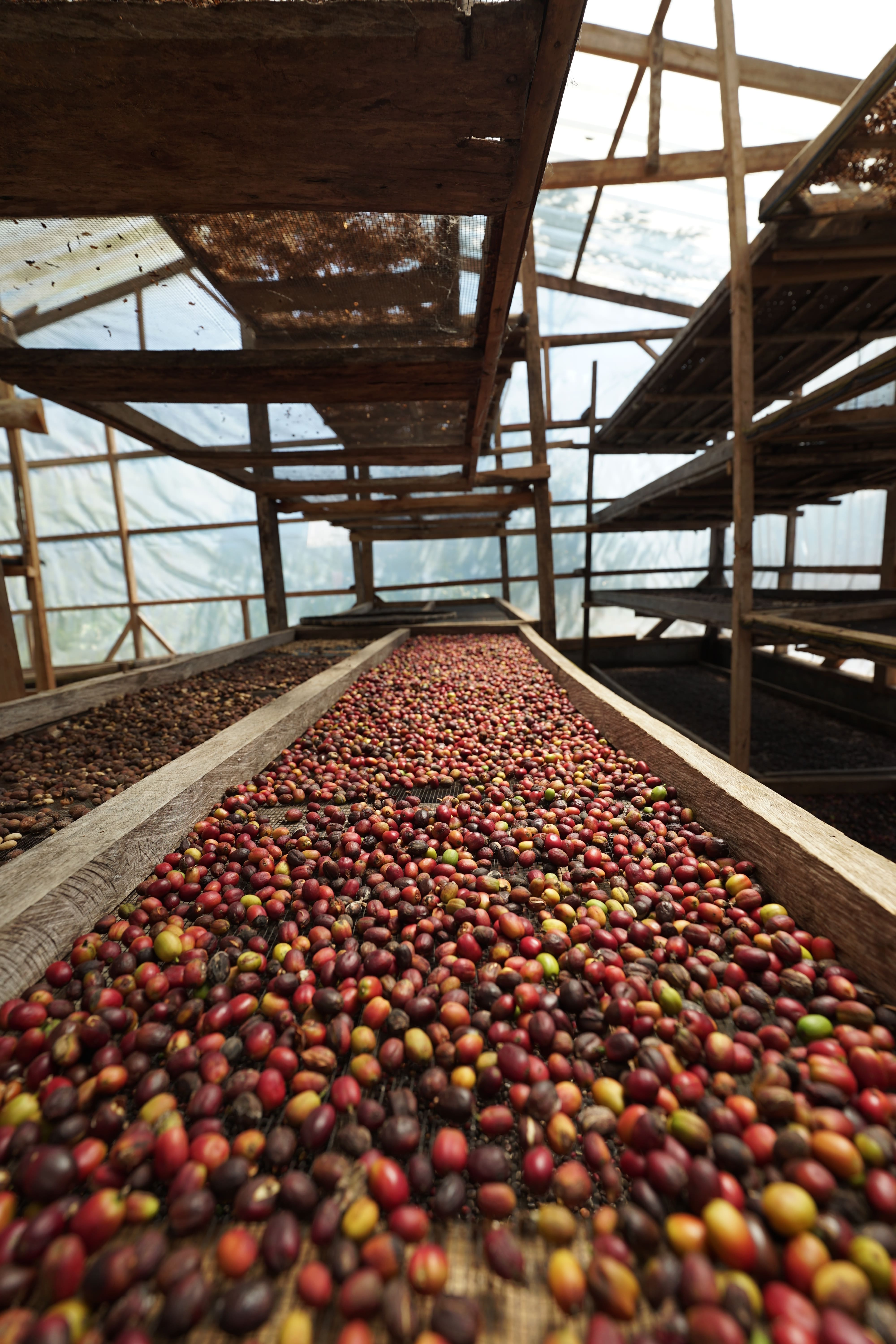 Rawdee Coffee Plantation